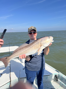 Corpus Christi redfish ready for the cooler!