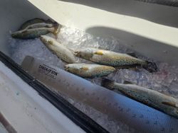 Five spotted weakfish caught in Corpus Christi