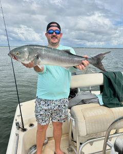 A single bluefish caught while fishing in Charleston
