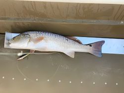 Fresh caught redfish on measuring board in Port Aransas TX fishing boat