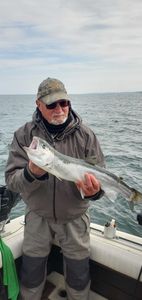 Chinook Salmon caught fishing in NY