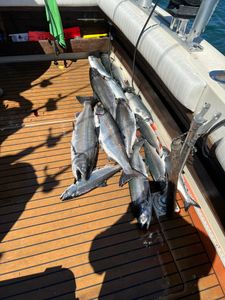 Four coho salmon and great barracuda fish caught in NY