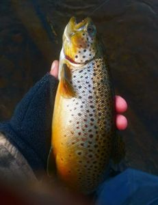 Trout Fishing