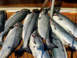 Five rainbow trout caught in NY