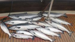 8 bull trout, rainbow trout, and chinook salmon in NY