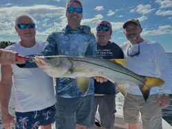 Four anglers displaying a large snook caught during fishing trip in Tarpon Springs Florida