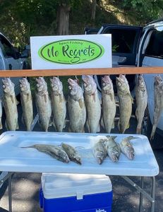 13 Chub Mackerel, Muskellunge, and Bluefish caught in NY