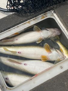 Two fishermen with a successful fishing trip in Buffalo
