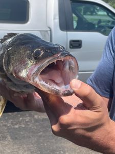 Fisherman with a catch in NY