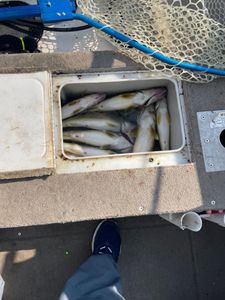 Three fishing rods casting into the waters of Buffalo