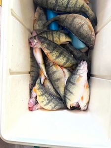 Four fish caught while fishing in Buffalo