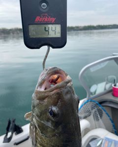 Scenic view of Buffalo, New York during a fishing trip