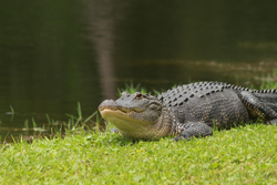 American alligator resting on grass near water in Orange TX during wildlife tour