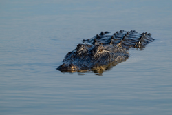 American alligator swimming in calm water near Orange TX with distinctive ridged back visible