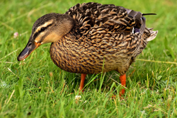 Duck with mottled brown plumage and orange legs foraging in green grass in Orange TX