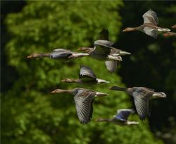 Flock of geese flying in formation over green trees in Orange TX