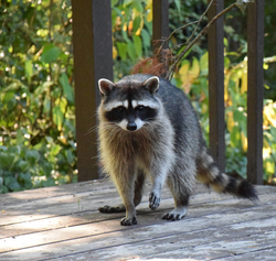 Raccoon standing on wooden deck with forest background in Orange TX