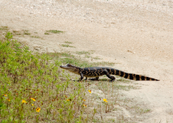 American alligator crossing sandy path near vegetation in Orange TX
