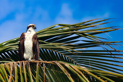 Osprey perched on palm frond with white chest and brown wings against blue sky in Orange TX