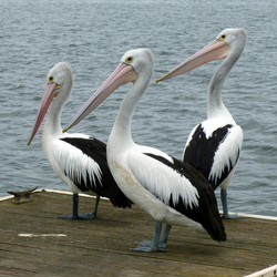 Three pelicans standing on wooden dock near water in Orange TX