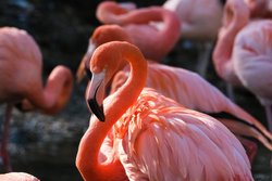 Pink flamingos with curved necks standing together in Orange TX