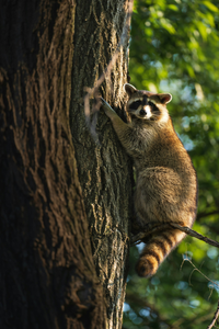 Raccoon climbing tree trunk in Orange Texas during wildlife tour