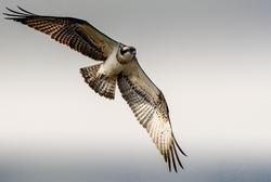 Large bird of prey soaring with wings spread wide against overcast sky in Orange TX