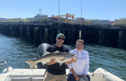 Striped bass caught while fishing in MA