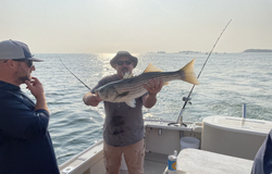 Striped bass caught while fishing in MA