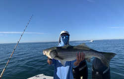 Striped bass caught fishing in MA