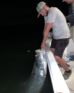 Massive Tarpon under moonlight in Matlacha