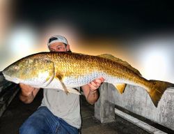 Impressive Redfish from Sanibel waters