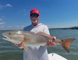 Golden Redfish from Sanibel backwaters