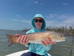 Healthy Redfish from calm Sanibel waters