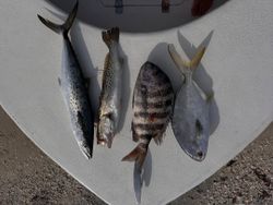 Diverse inshore haul from Sanibel trip