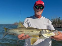Sharp Snook from Sanibel shoreline