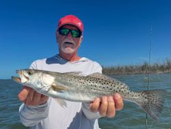 Speckled Seatrout from sunny Pine Island