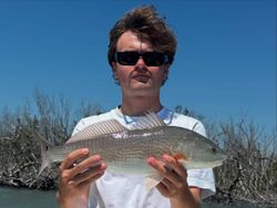 Silver Redfish from Sanibel backcountry
