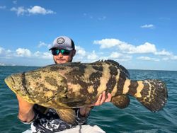 Heavy Goliath Grouper from Sanibel waters