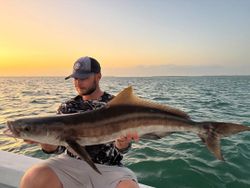Golden Cobia at sunset near Sanibel