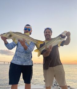 Two snook fish caught while fishing in FL