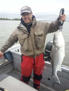 Striped bass caught fishing in CA