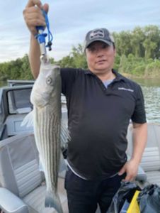 Striped bass fishing catch in CA