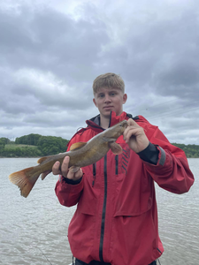 White catfish caught by angler in MO