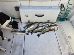 4 fish caught in NY while fishing