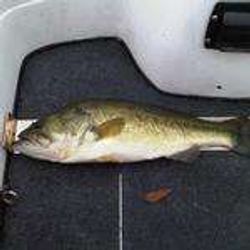 Scenic landscape of Itasca, a great fishing destination