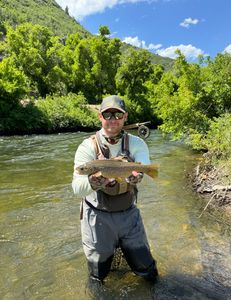 A single sea trout caught in UT while fishing