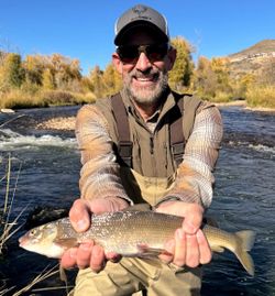 Healthy river mountain whitefish.