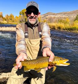 Golden river brown trout.