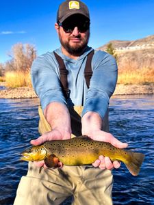 Solid river brown trout.
